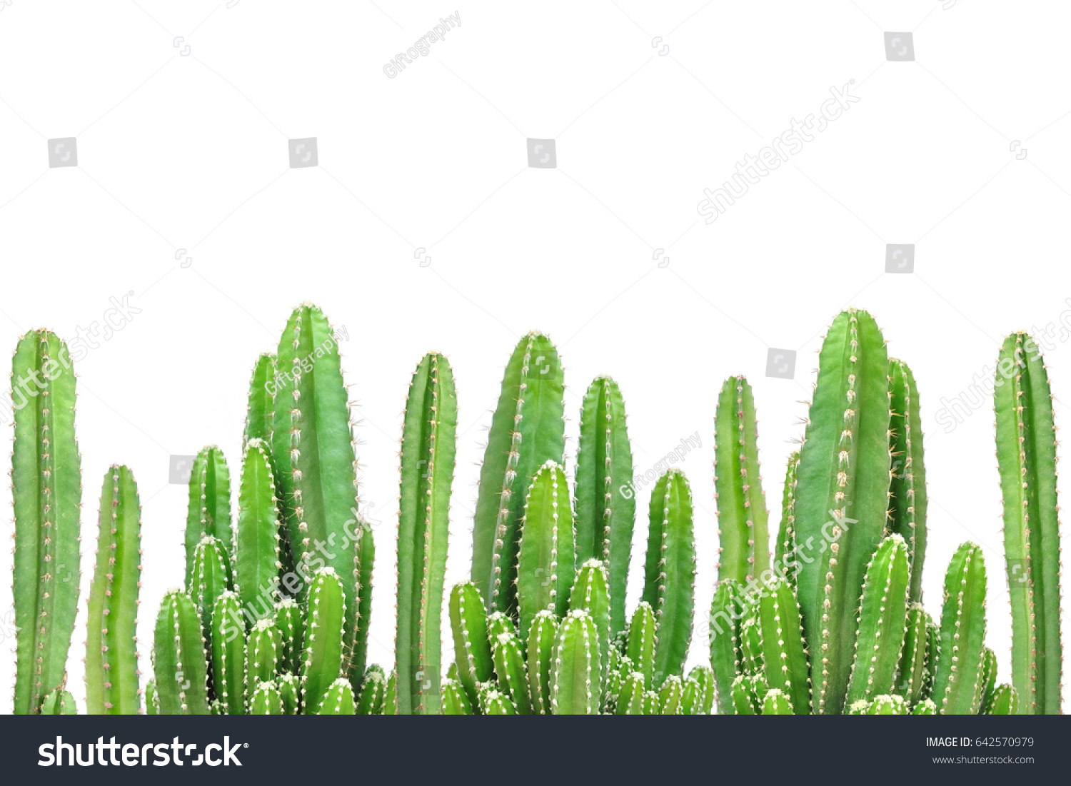 Cactus on isolated background. #642570979