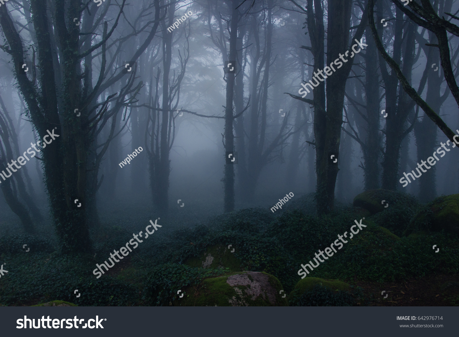 Mysterious dark old forest with fog in the Sintra mountains in Portugal #642976714