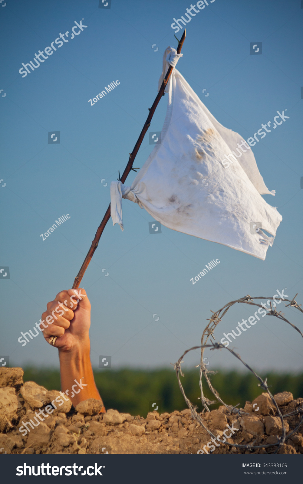 Arm holding stick with a white flag. Soldier in trench with barbed wire surrendering in war battle. #643383109