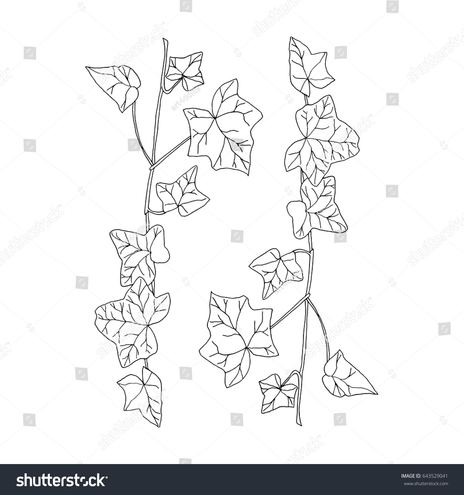 Vector botanical illustration with hedera (ivy) - Royalty Free Stock ...