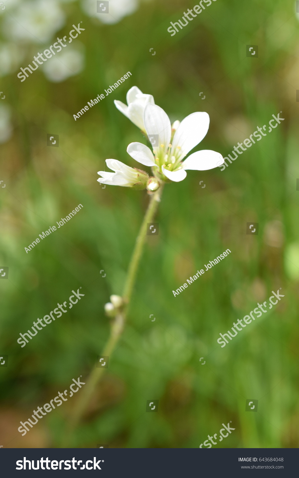 Dainty white flower growing in forest in the spring #643684048