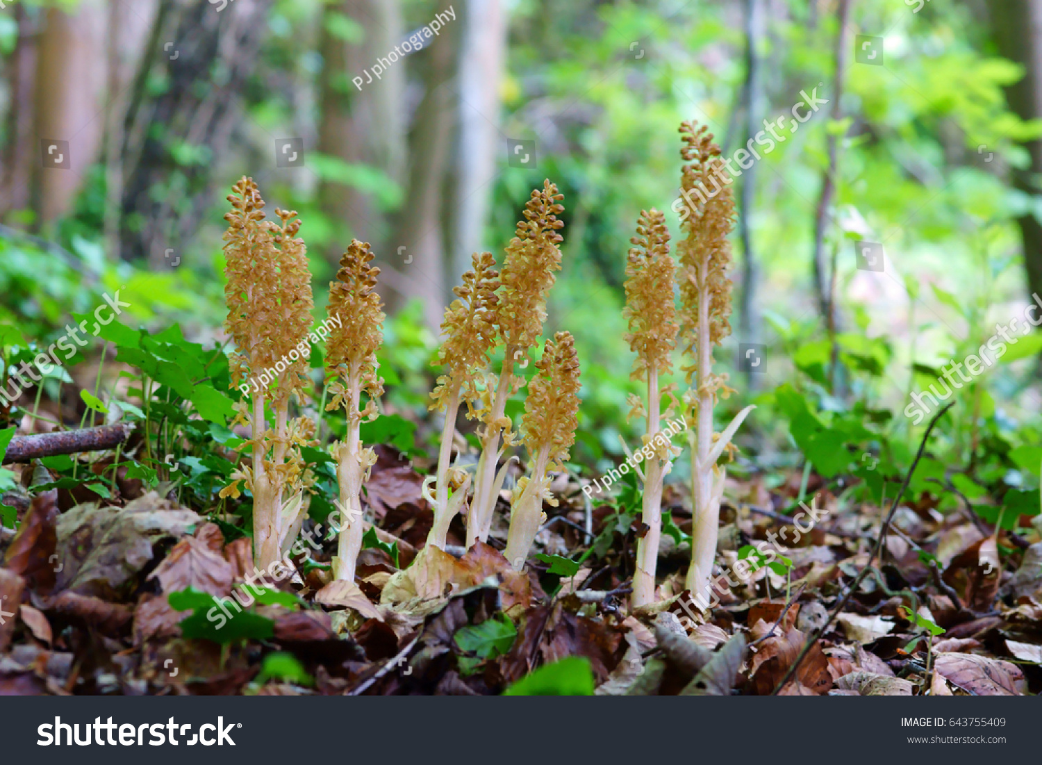 A group of Bird's Nest orchids, Neottia nidus-avis, selective focus, flowering in spring in a typical environment in a Beech Wood, The Plantation, Painswick,The Cotswolds, Gloucestershire, England, UK #643755409