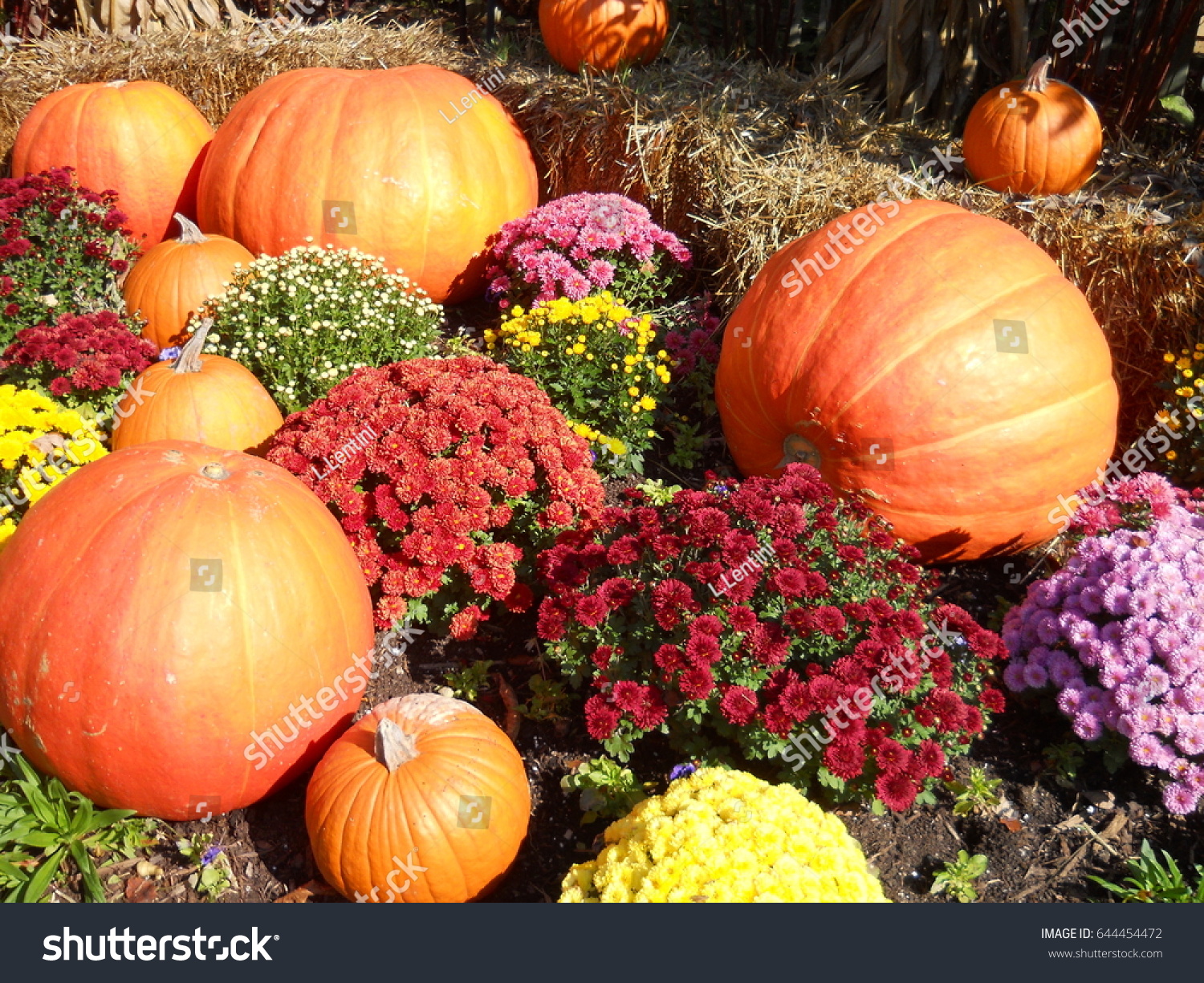 Pumpkins and Mums Autumn #644454472