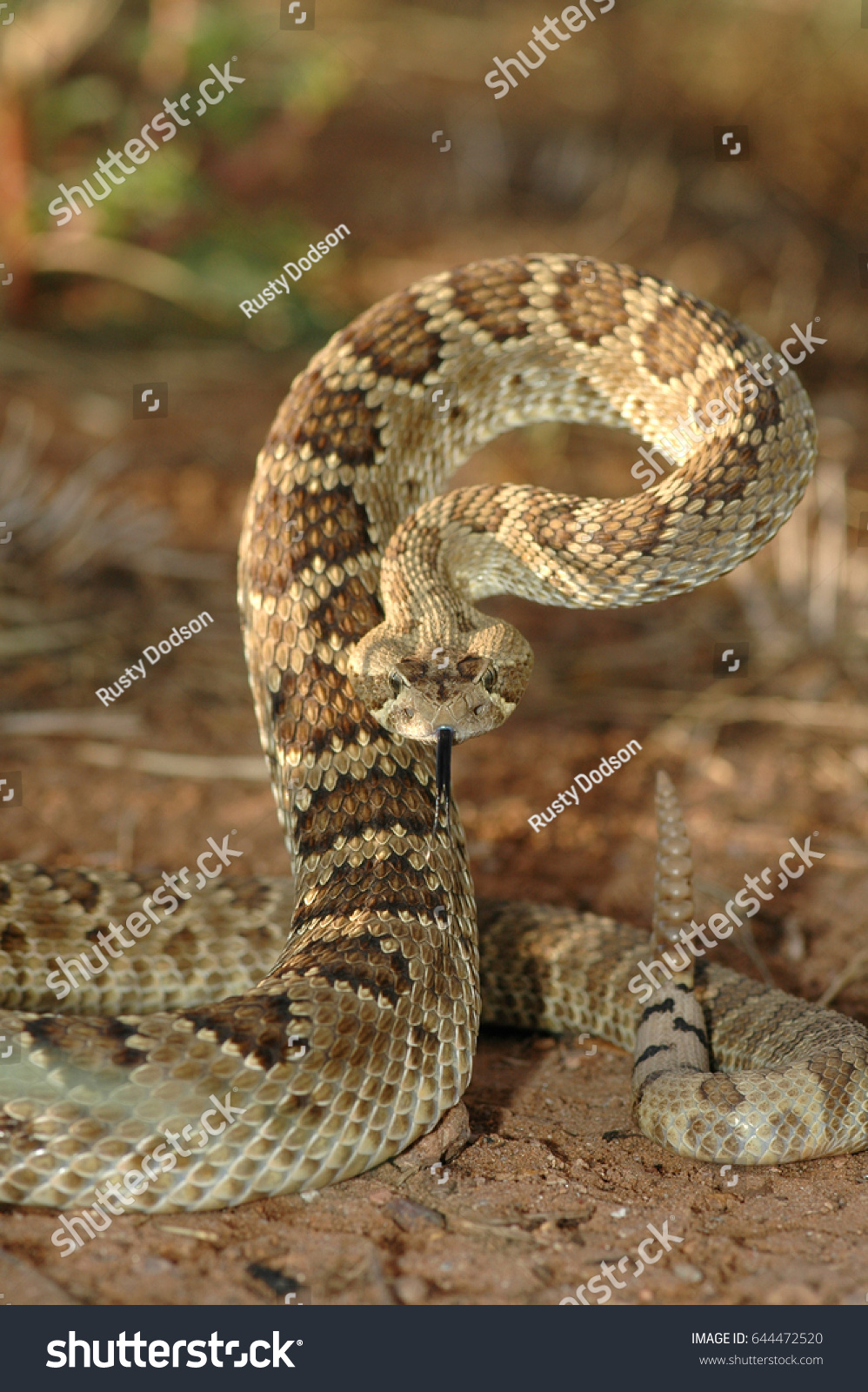 This mojave rattlesnake is displaying it's defense posture. #644472520