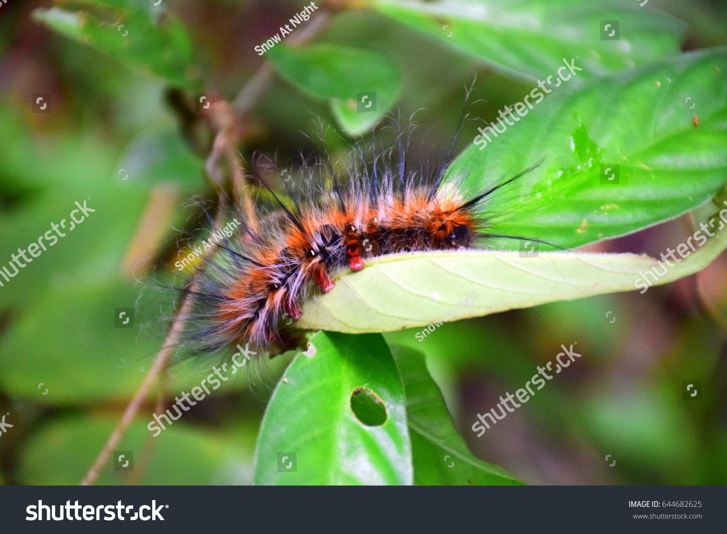 Orange caterpillar with white and black hair on the leaf in tropical forest #644682625
