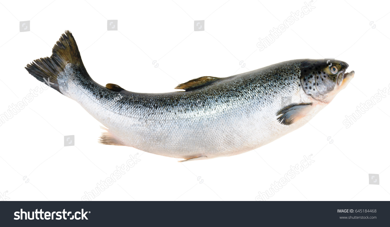Salmon fish isolated on white without shadow #645184468