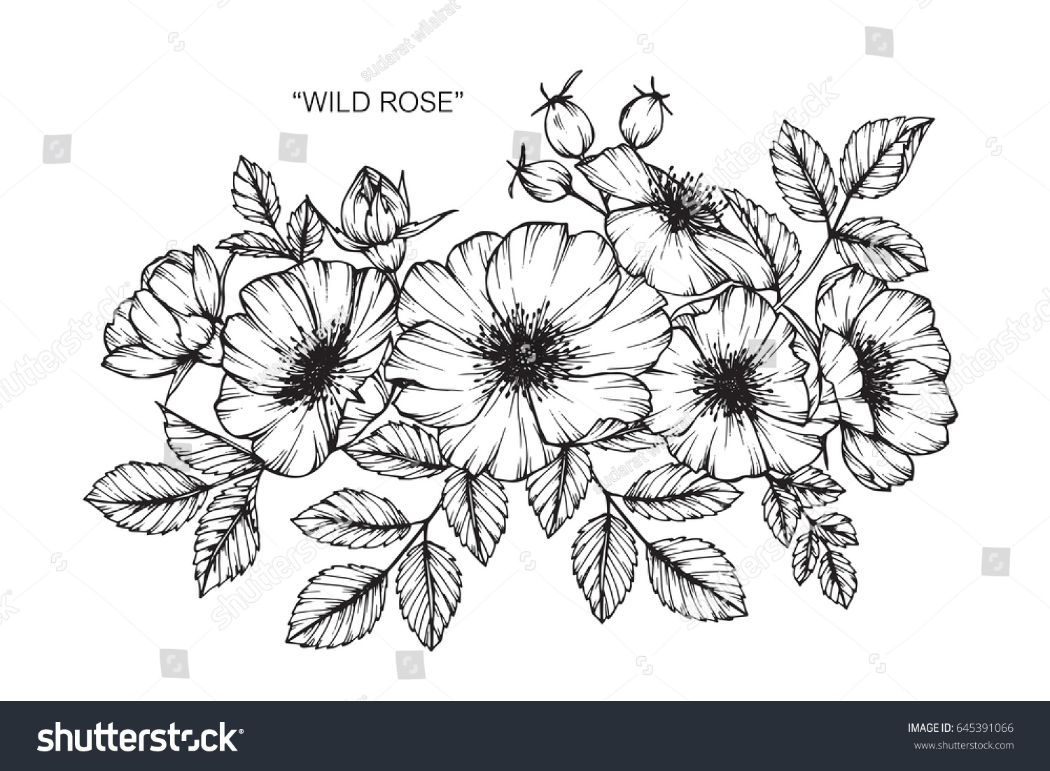 Wild rose flowers drawing and sketch with line-art on white backgrounds. #645391066