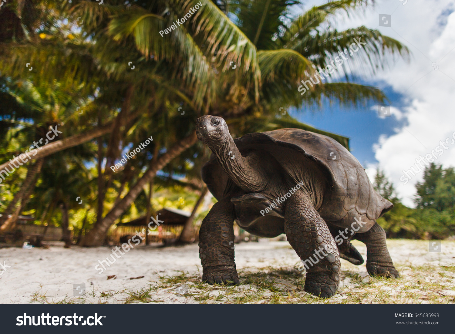Giant turtles on Curieuse Island. Seychelles.  #645685993