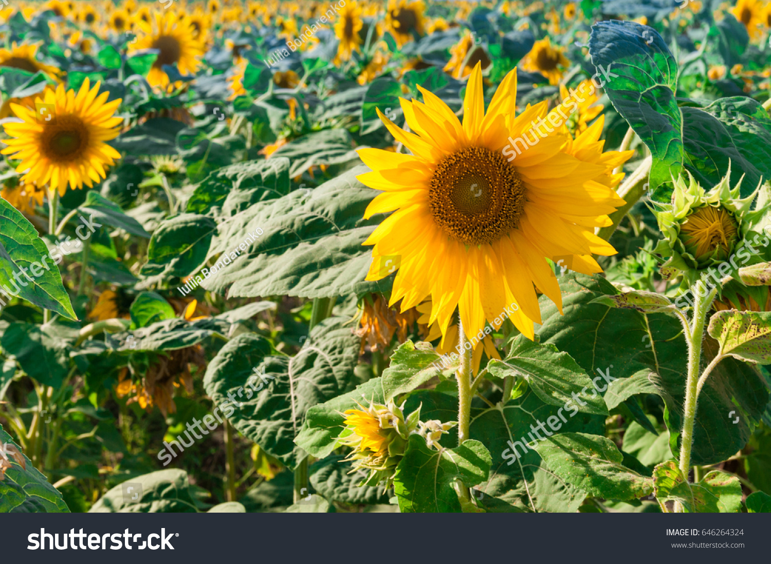 Sunflower field #646264324