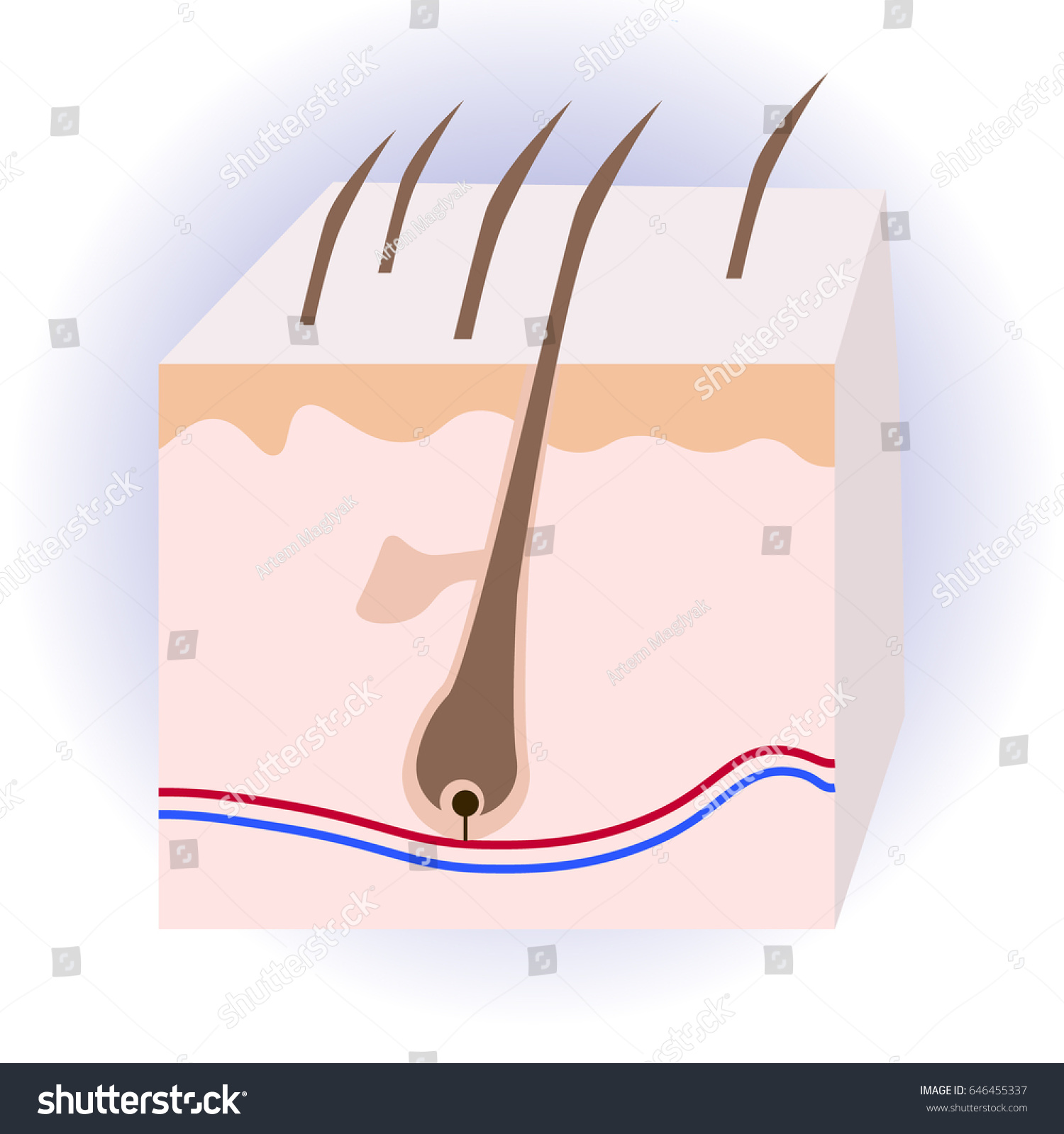 Human skin and hair structure. Anatomical sign. - Royalty Free Stock ...