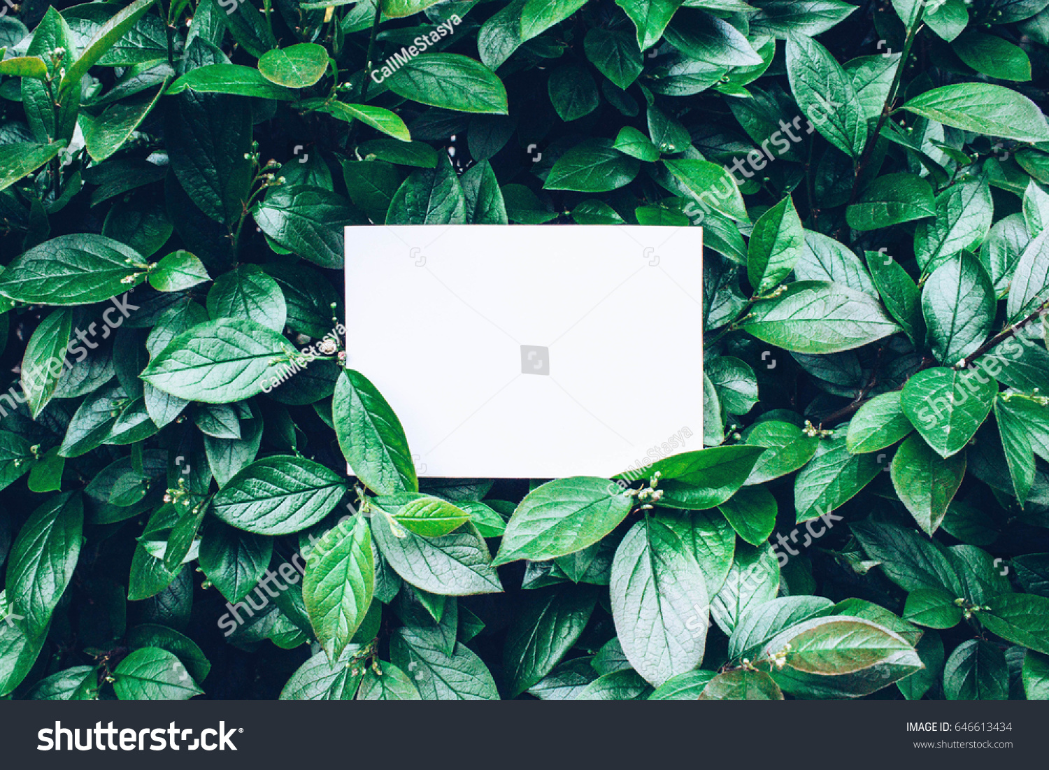 Paper Card Mockup on a Green Leaves #646613434