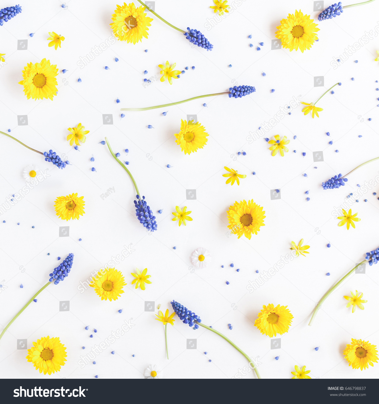 Flowers composition. Pattern made of muscari and chrysanthemum flowers on white background. Flat lay, top view #646798837
