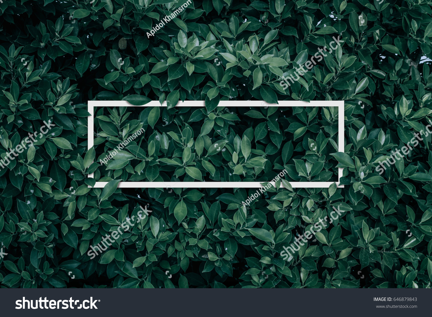 Square frame, Creative layout made with green leaves background. Blank for advertising card or invitation. Nature concept. Summer poster. #646879843