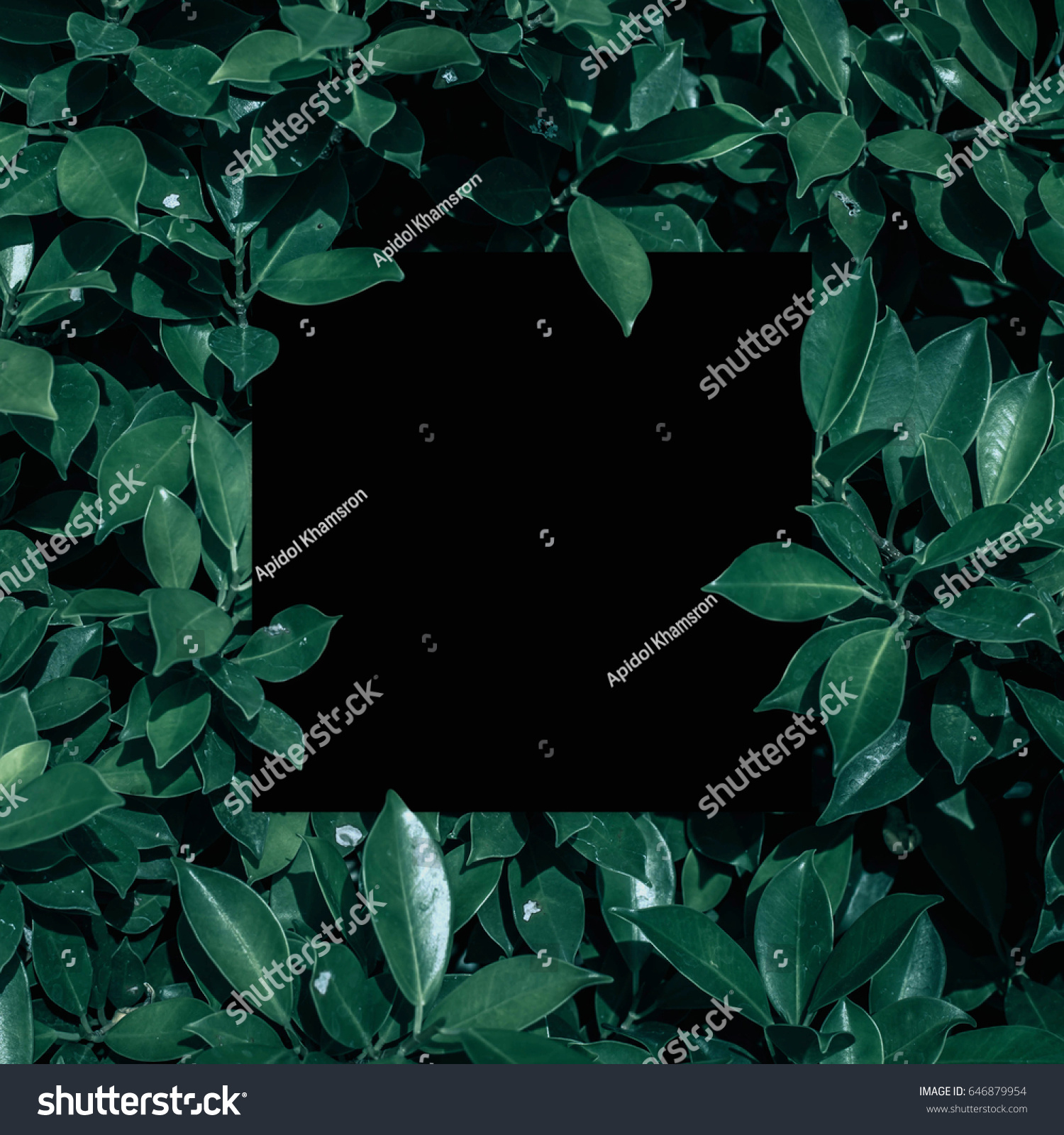 Square frame, Creative layout made with green leaves background. Blank for advertising card or invitation. Nature concept. Summer poster. black frame. #646879954