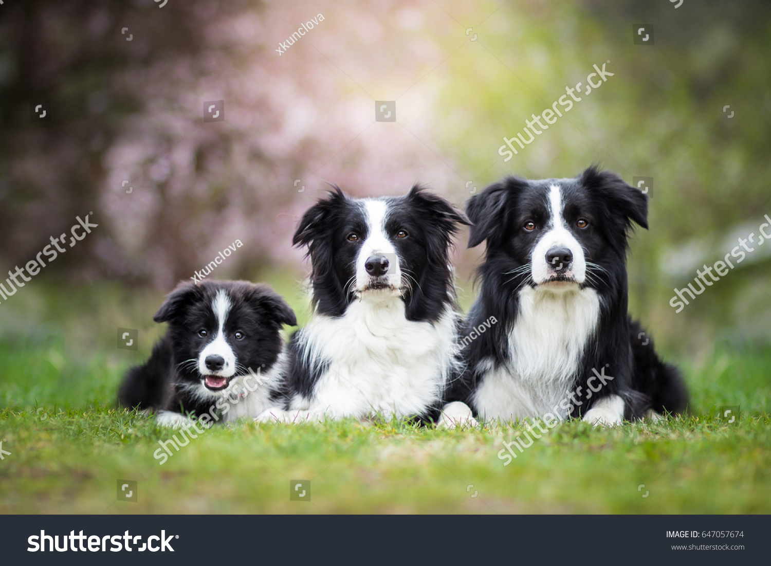 Cute Adorable Black And White Border Collies Family Laying  #647057674