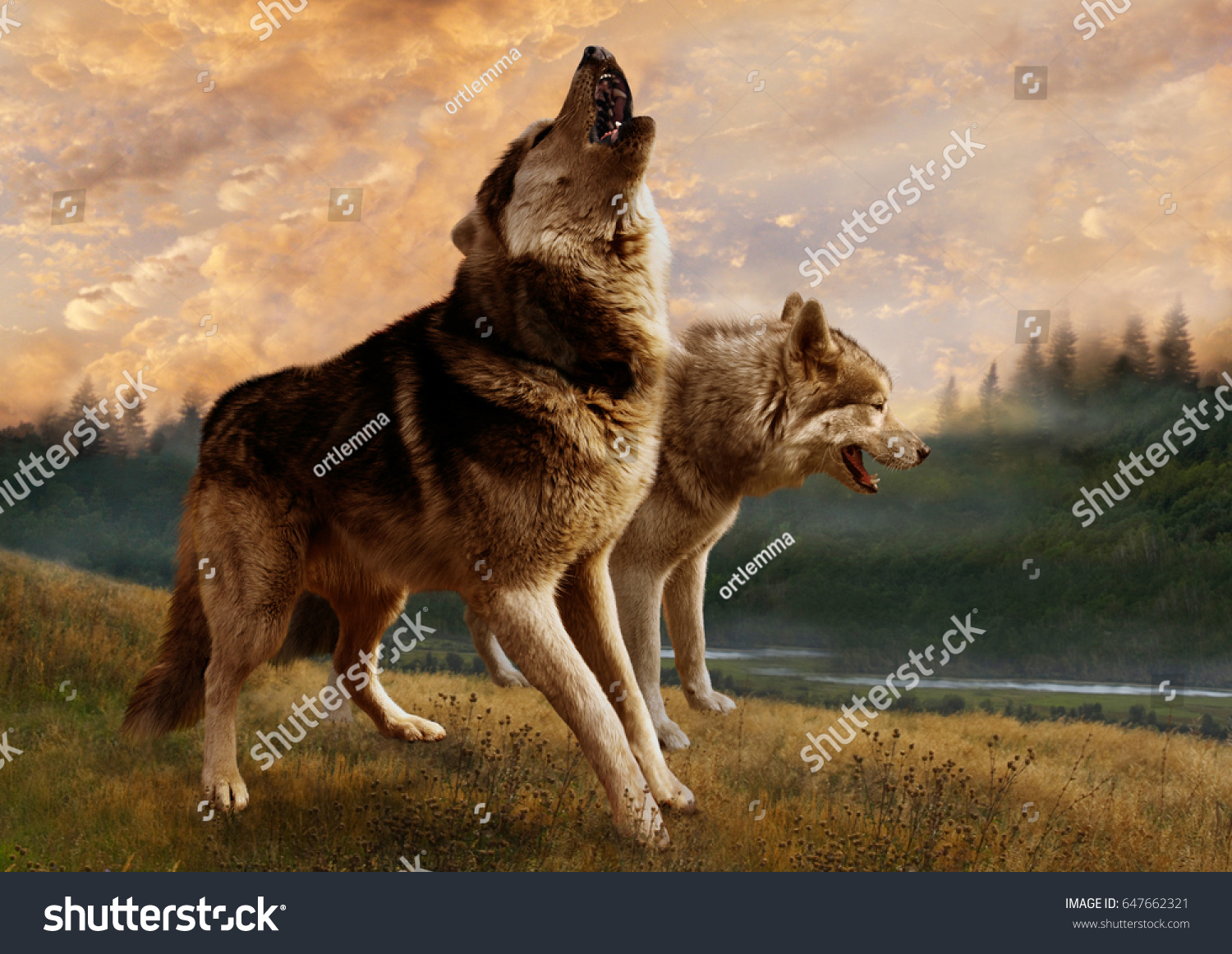 A pair of wolves #647662321