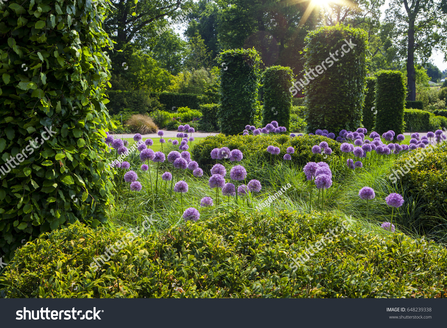 English garden with blooming alliums #648239338