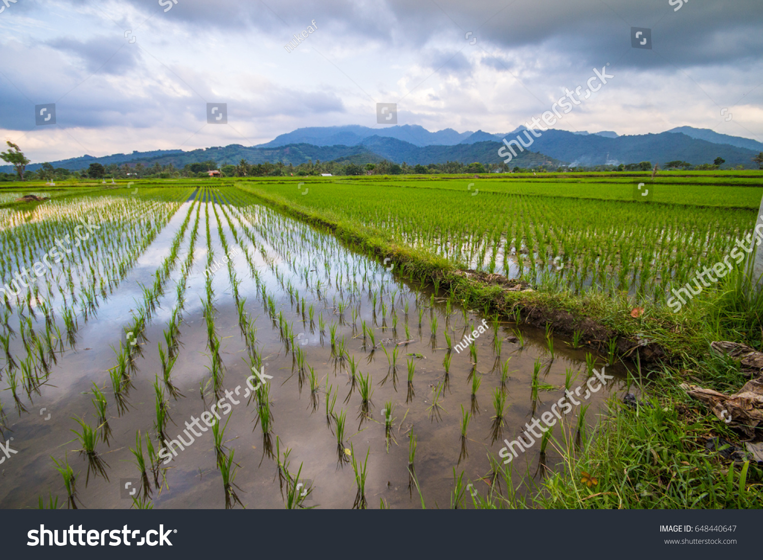 paddy field in indonesia #648440647