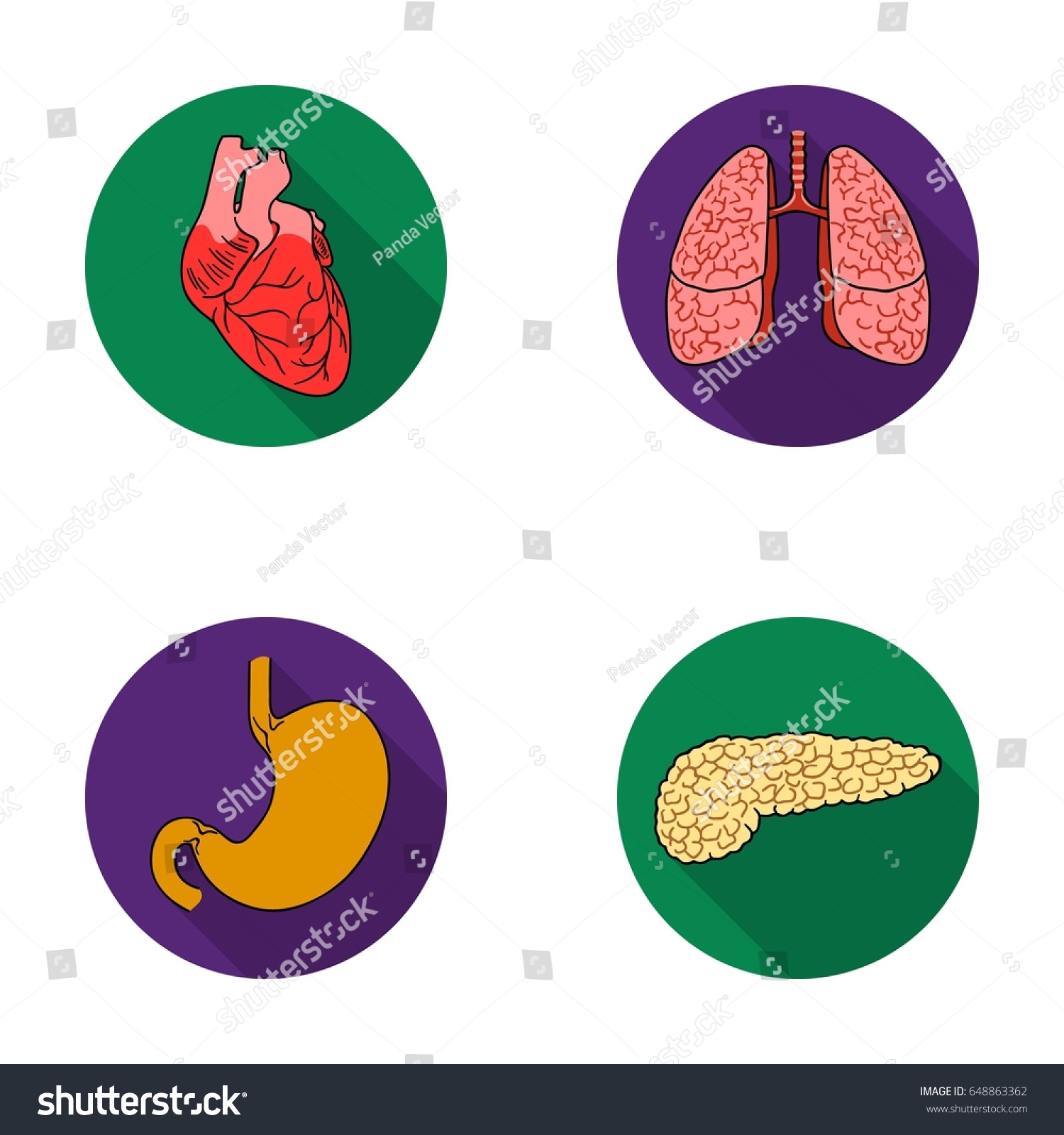 Heart, Lungs, Stomach, Pancreas. Human Organs - Royalty Free Stock ...