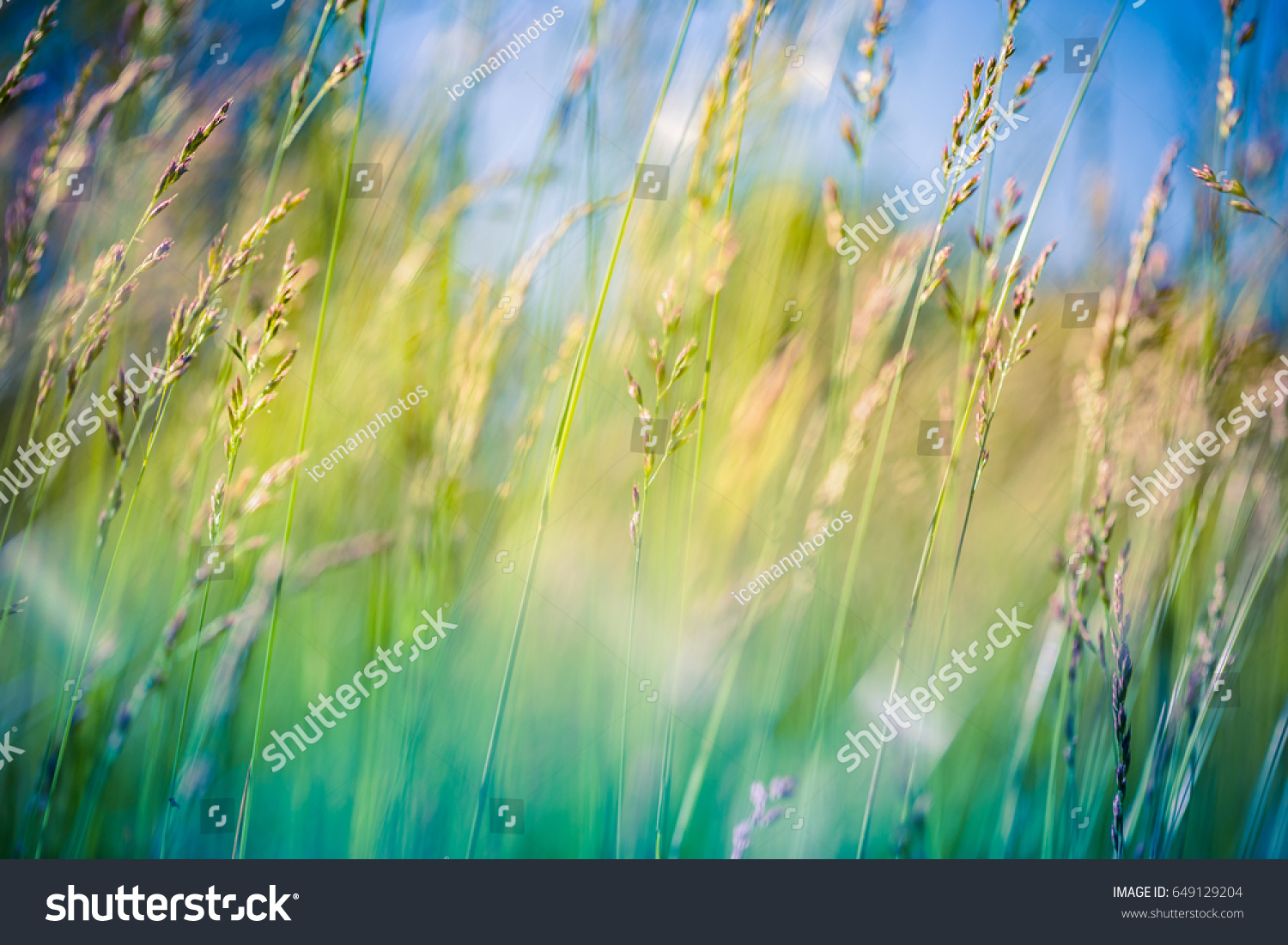 Beautiful close up ecology nature landscape with meadow. Abstract grass background. #649129204