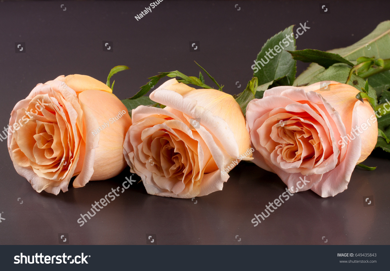 three fresh beige roses on a dark wooden background #649435843
