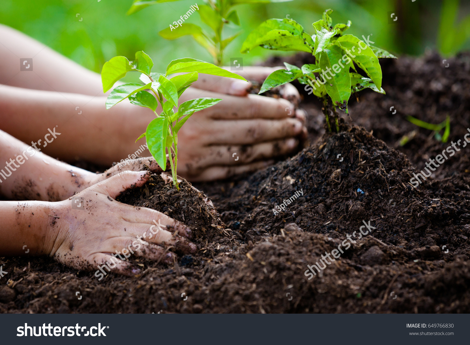 Child and parent hand planting young tree on black soil together as save world concept #649766830