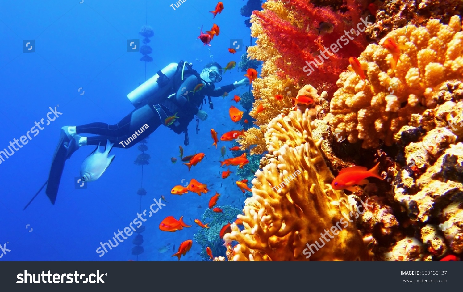 Beautiful colorful coral reef with shoal of red fish, man scuba diver on the background #650135137