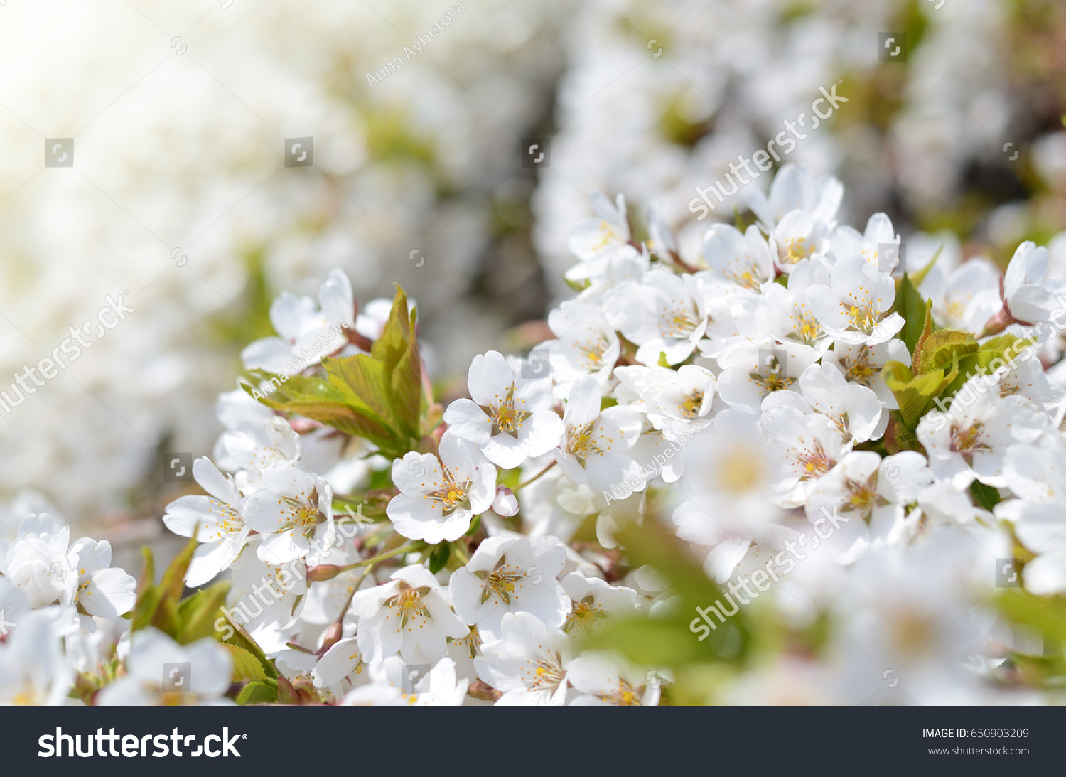 Springtime background with cherry tree flowers. Beautiful sunny photo #650903209
