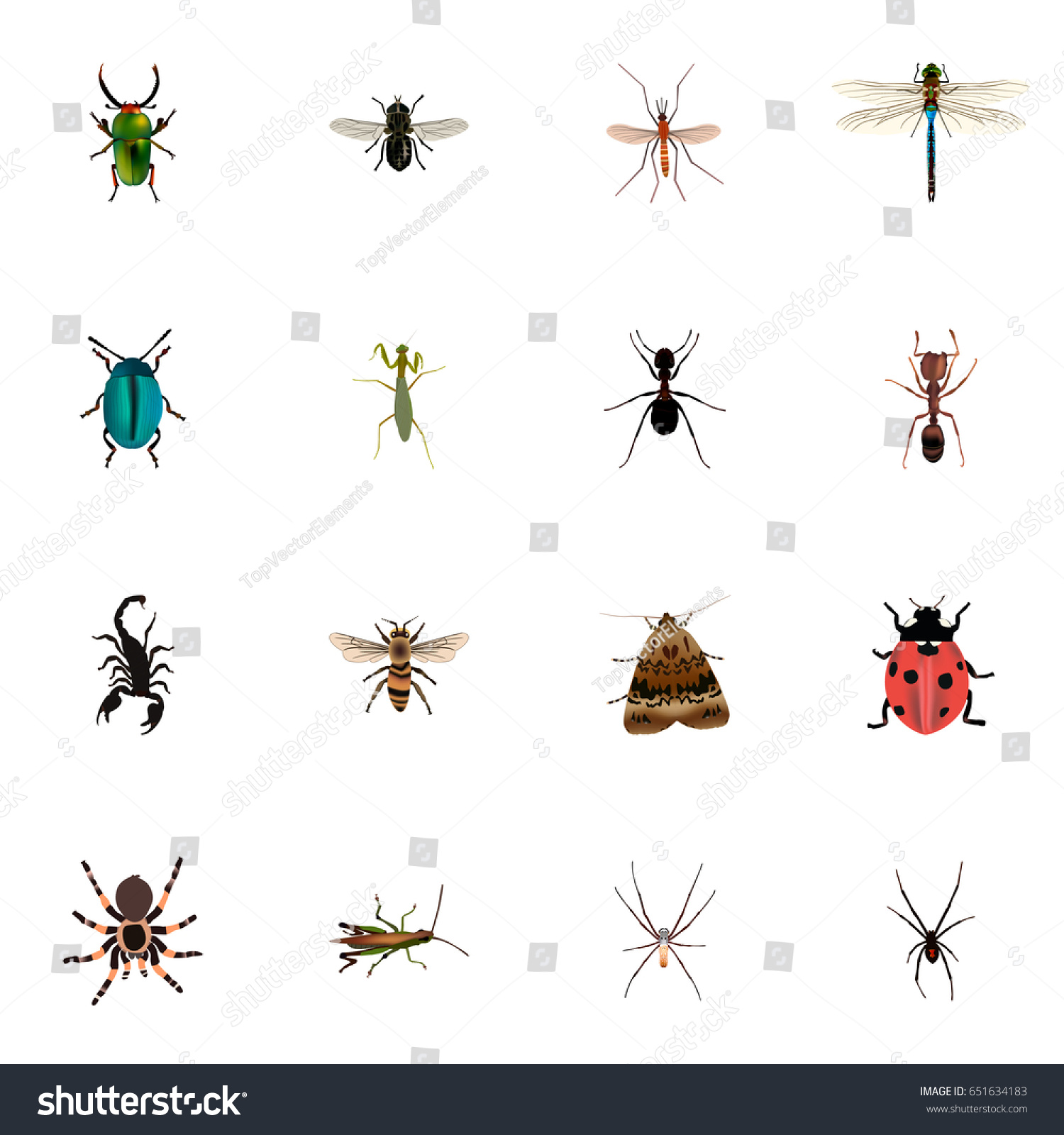 Realistic Ant, Emmet, Locust And Other Vector - Royalty Free Stock ...