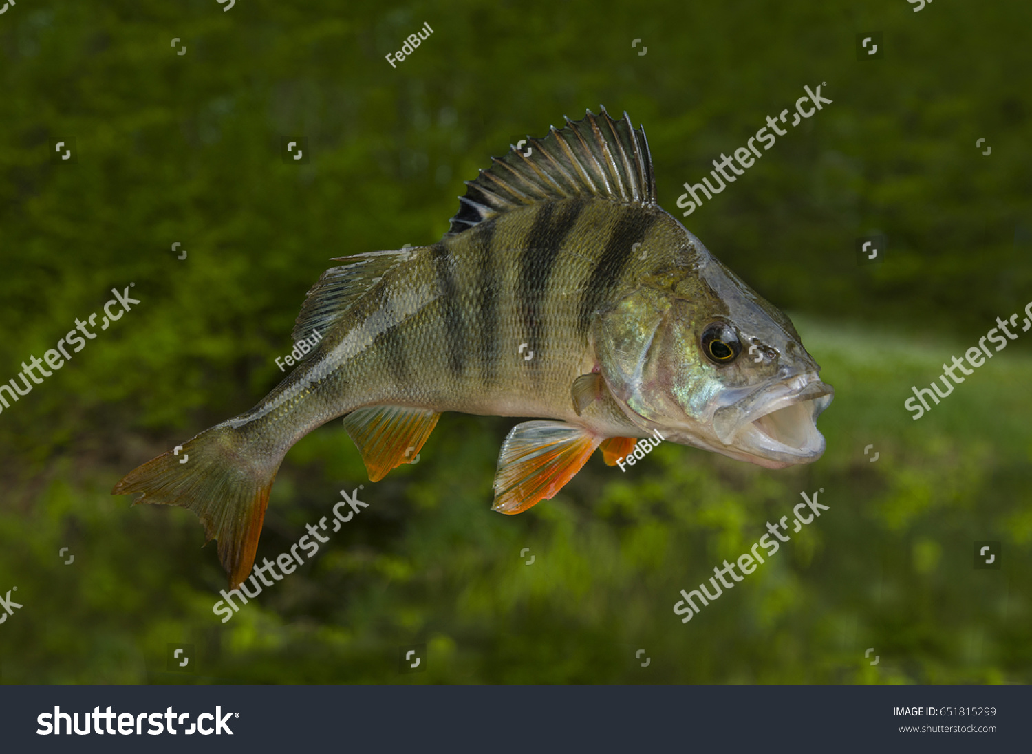 Fishing background with perch fish #651815299