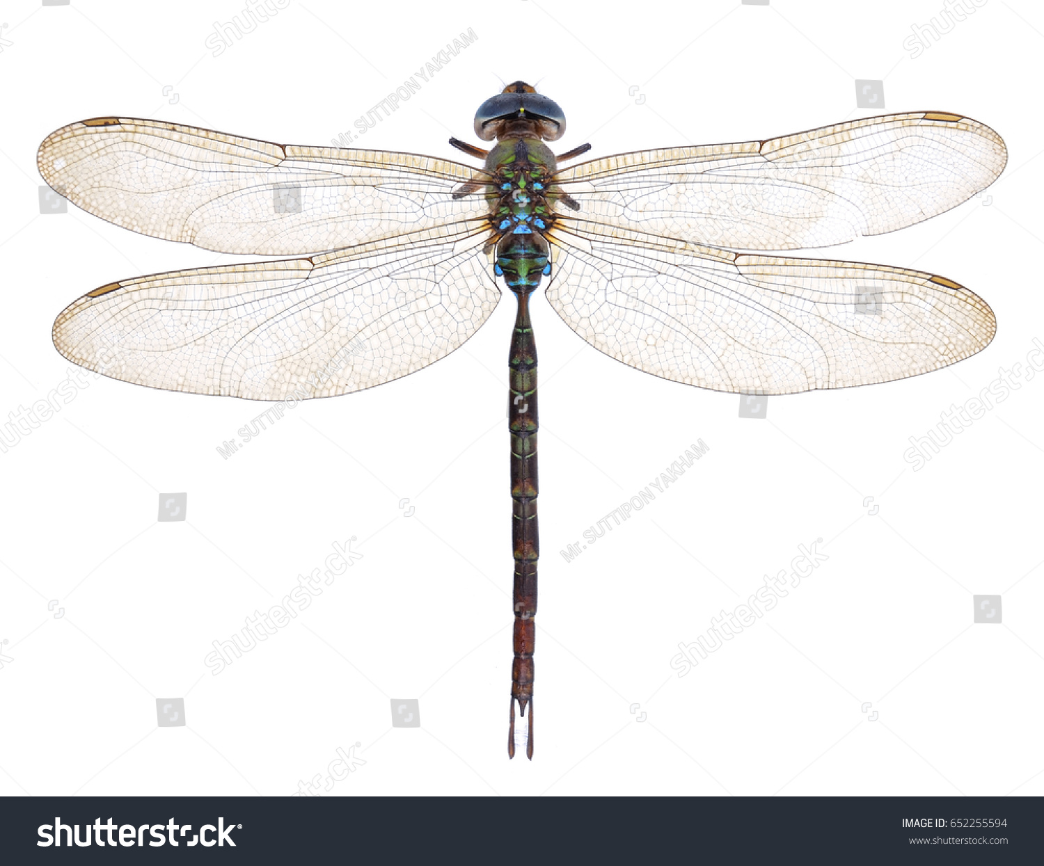 dragonfly isolated on a white background #652255594
