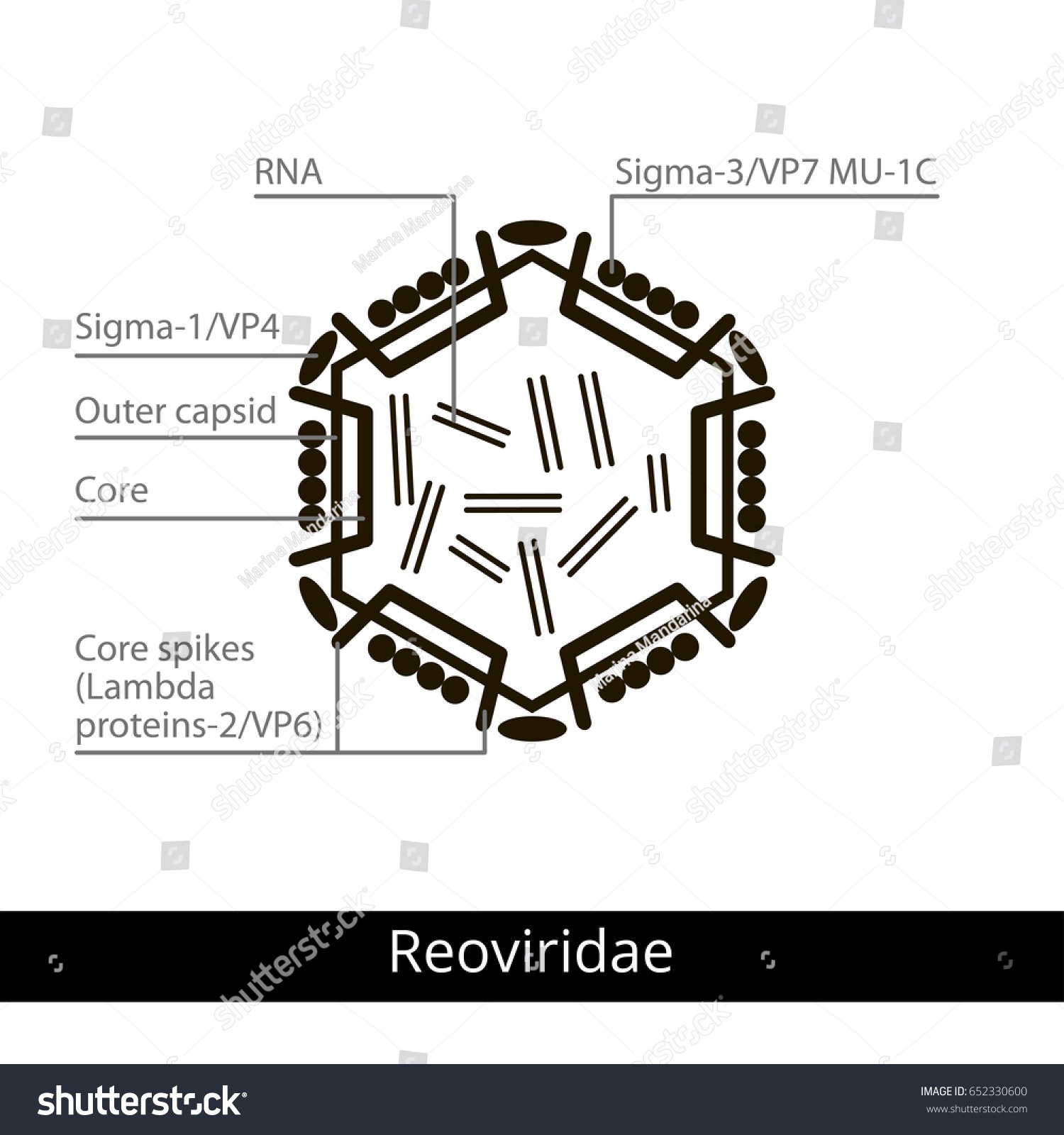 Reoviridae. Classification Of Viruses. Vector - Royalty Free Stock ...