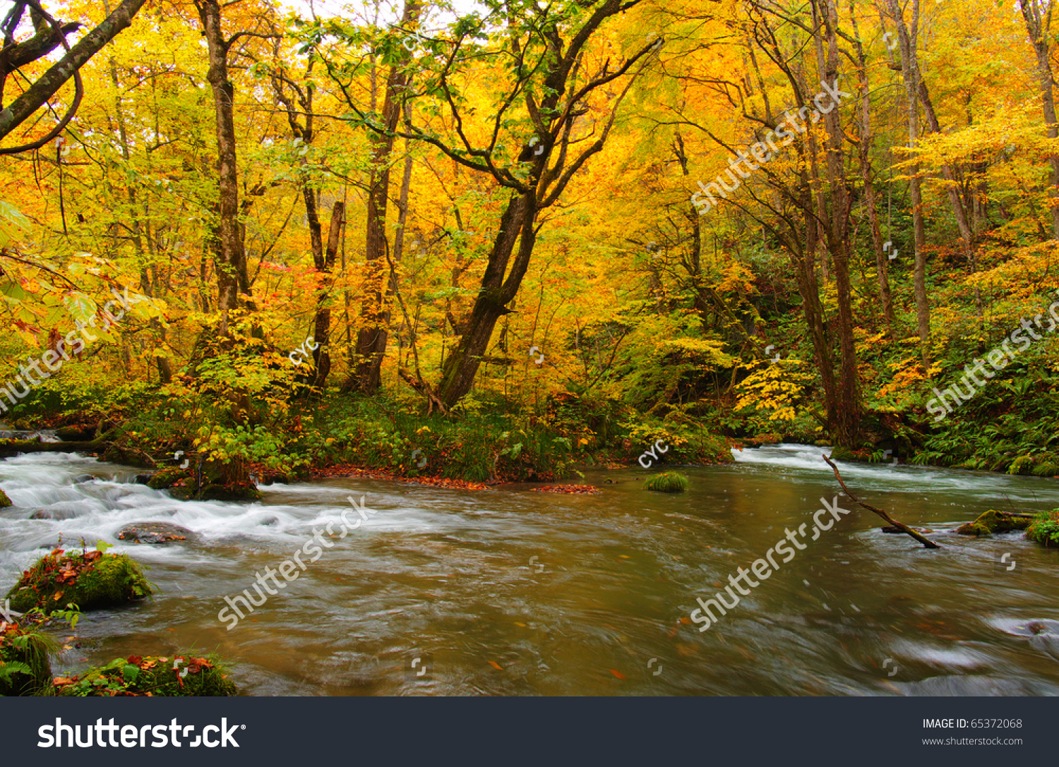 Autumn Colors of Oirase River, located at Aomori Prefecture Japan #65372068