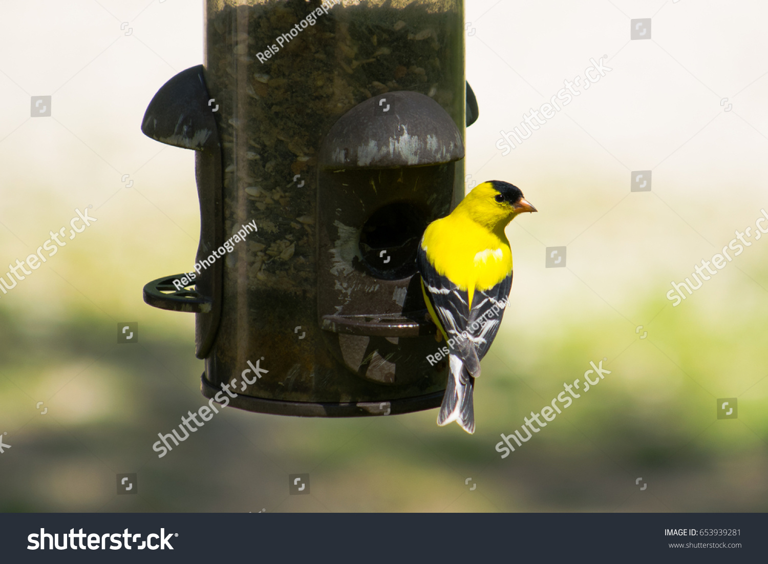 Gold Finch on the Feeder #653939281