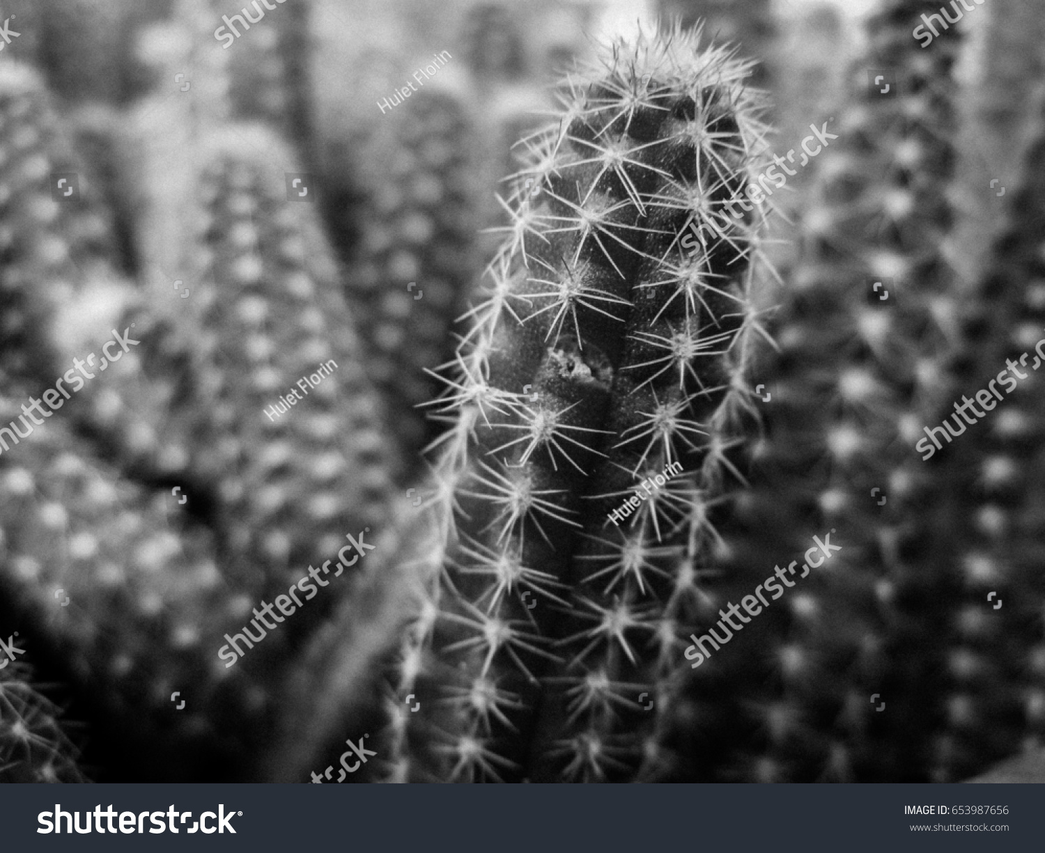 Cactus #653987656