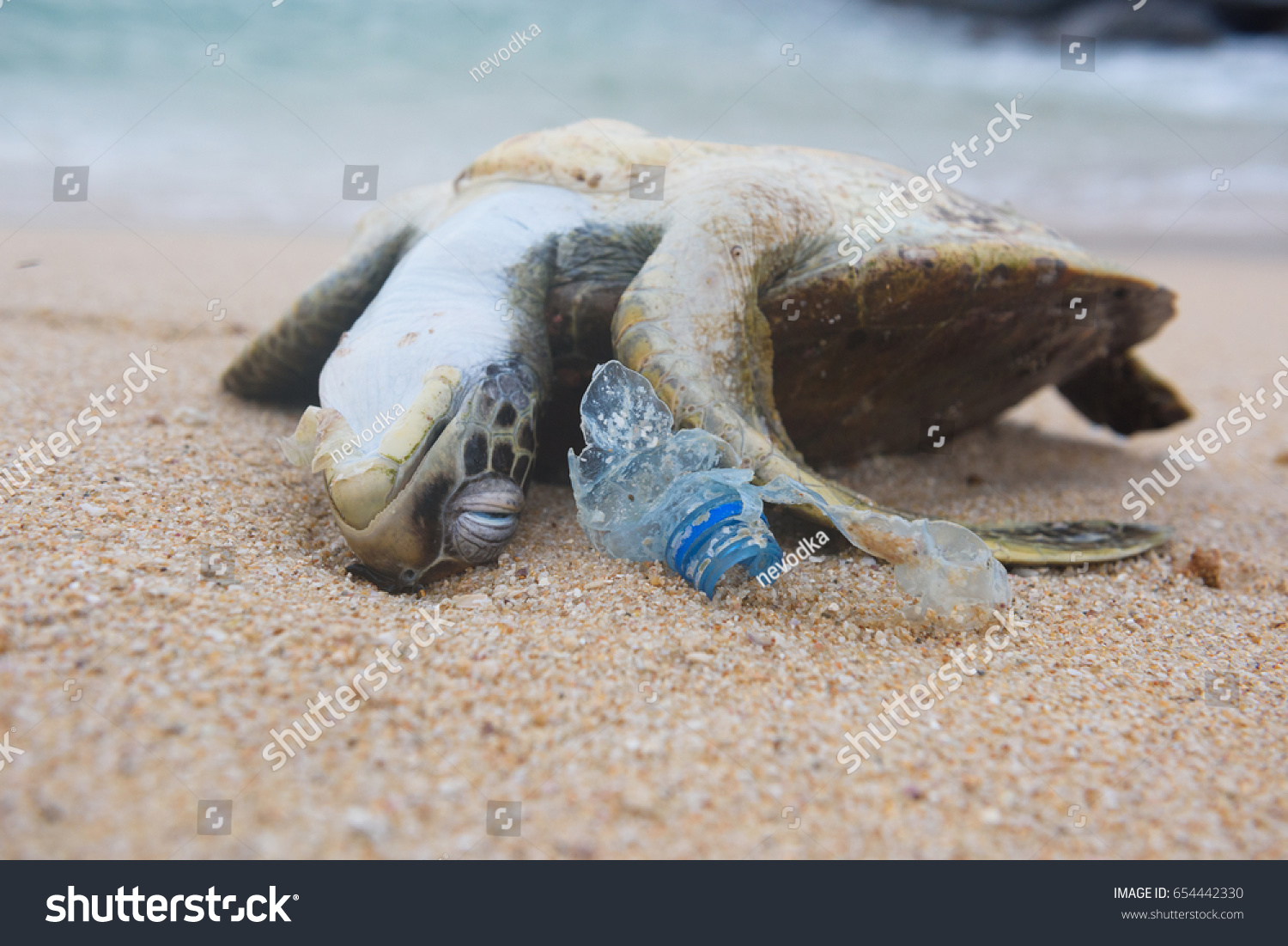 Dead turtle and plastic bottle garbage from ocean on the beach #654442330