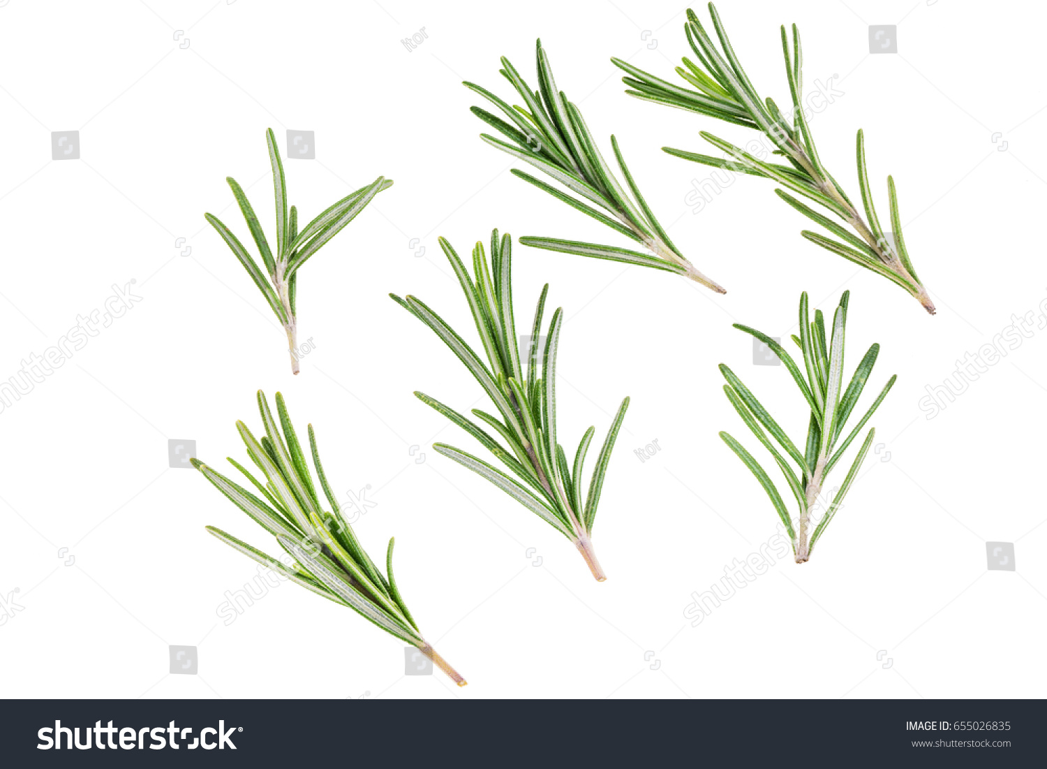 Fresh green sprig of rosemary isolated on a white background #655026835