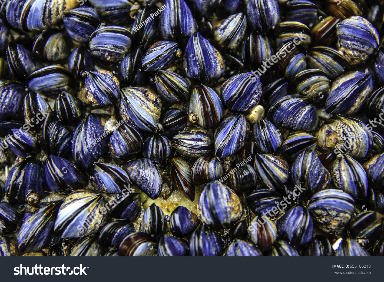 Mussels #655106218