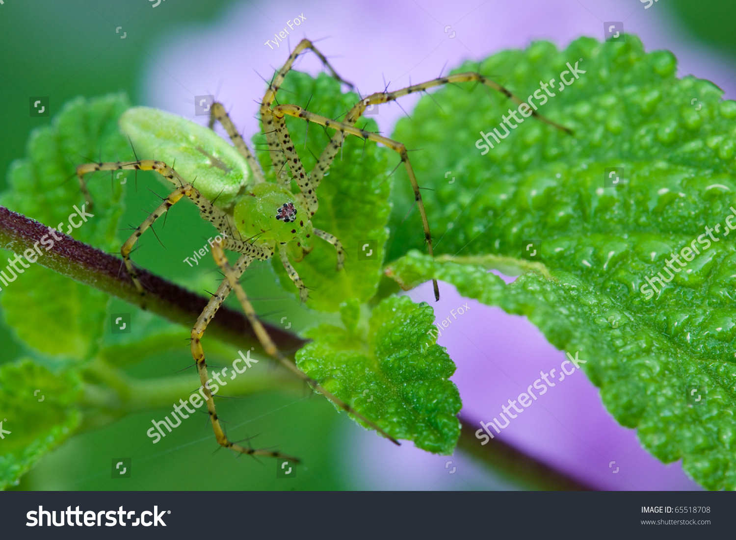 A green lynx spider sitting on a leaf waiting for prey #65518708
