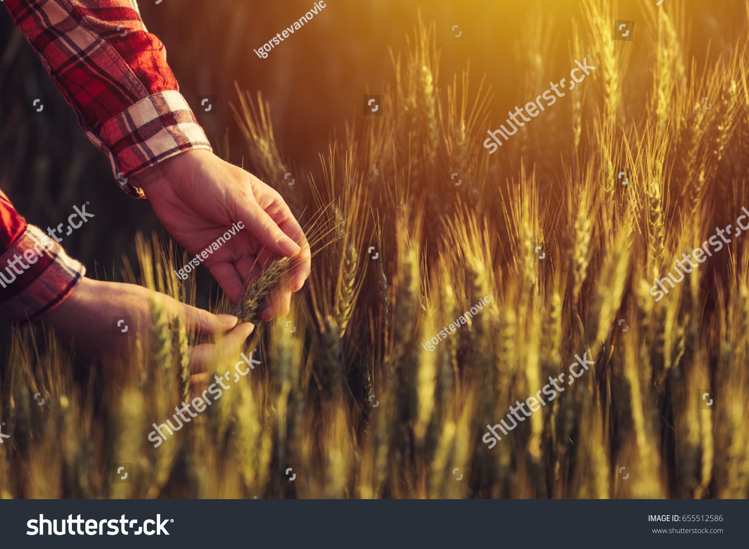 Agronomist examining ripe wheat crop spikelets in cultivated agricultural field #655512586