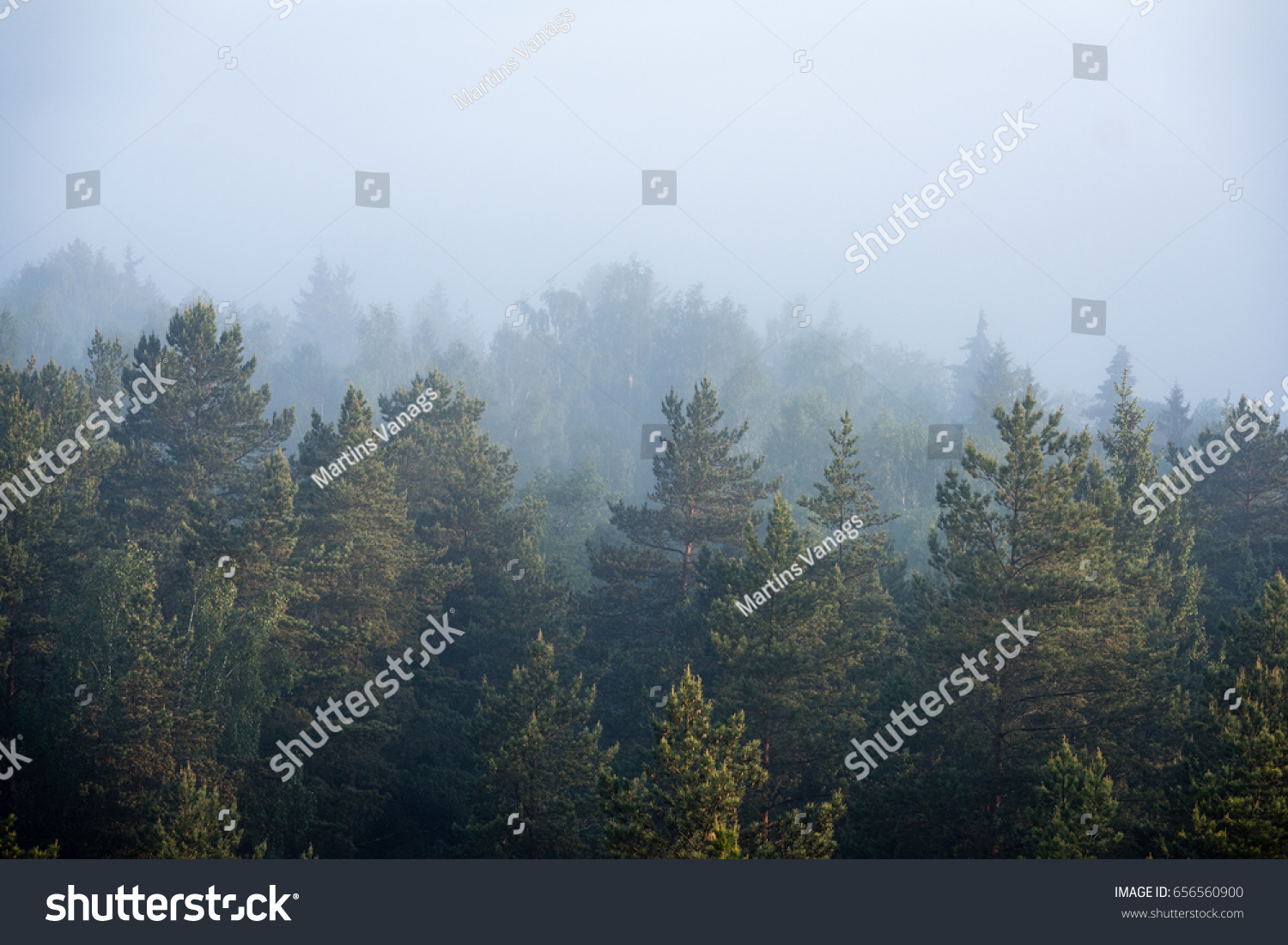 panoramic view of misty forest at majestic sunrise over trees. far horizon with light rays and lens flare effect #656560900