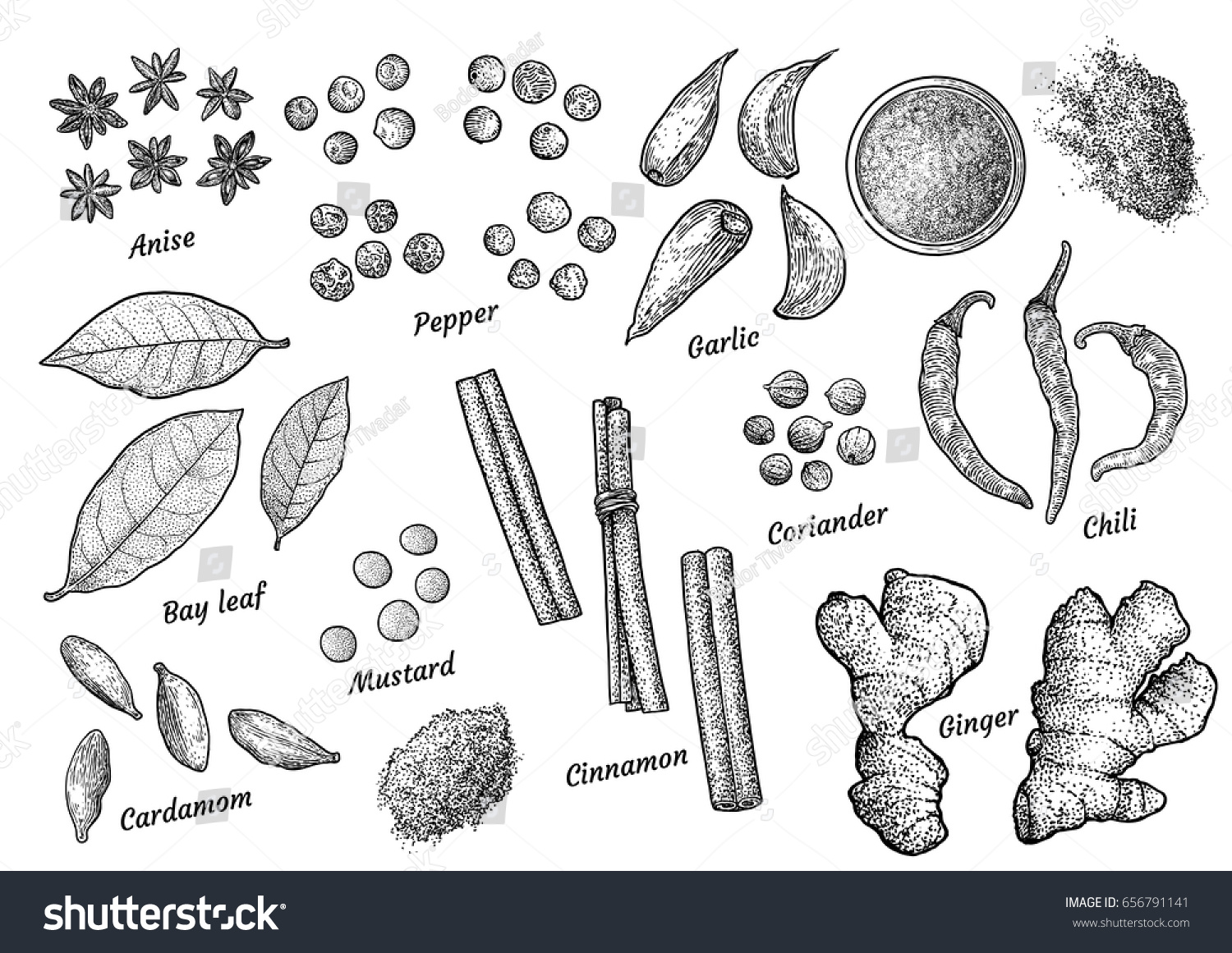 Spice collection illustration, drawing, engraving, ink, line art, vector #656791141