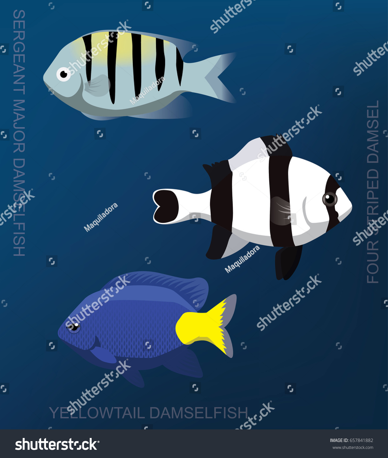 Reef Damselfish Set Cartoon Vector Illustration - Royalty Free Stock ...