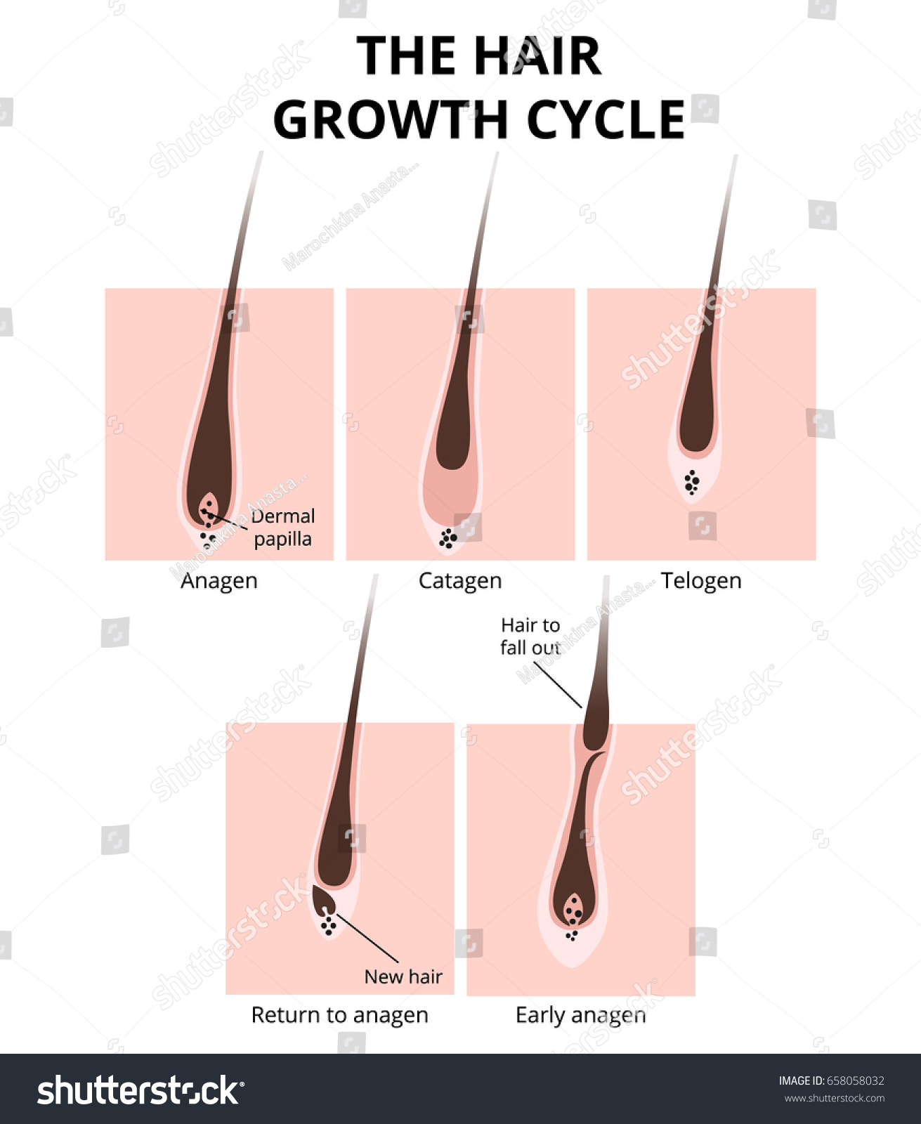 Hair growth phase, anatomy diagram of human hair - Royalty Free Stock ...