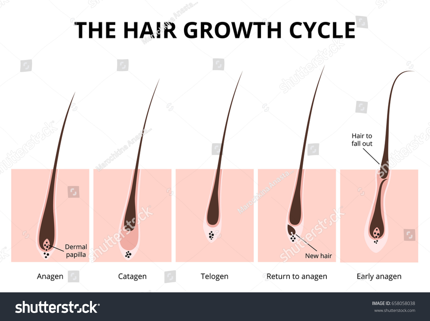 Hair growth phase, anatomy diagram of human hair - Royalty Free Stock ...