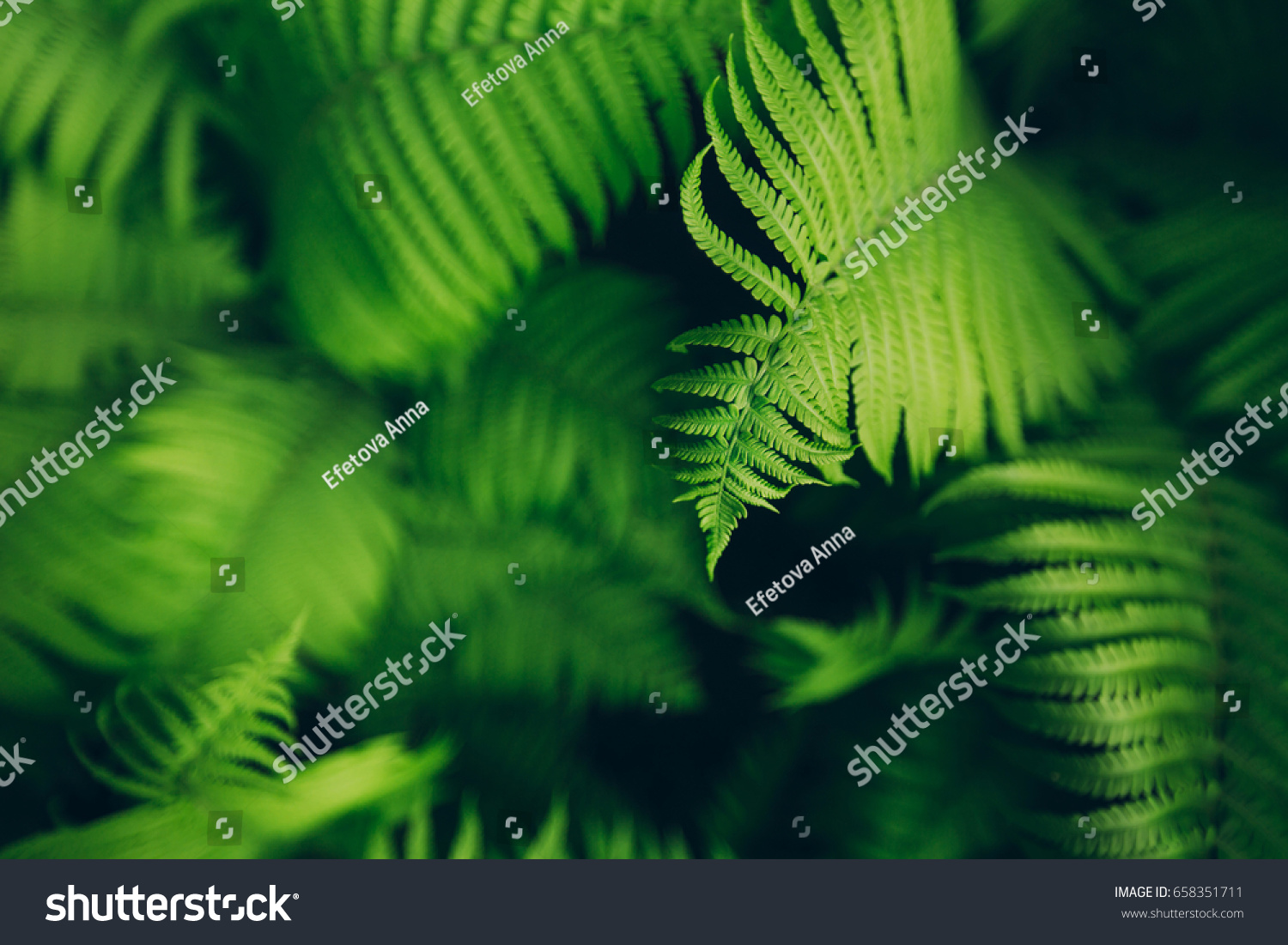Beautyful ferns leaves green foliage natural floral fern background in sunlight. #658351711