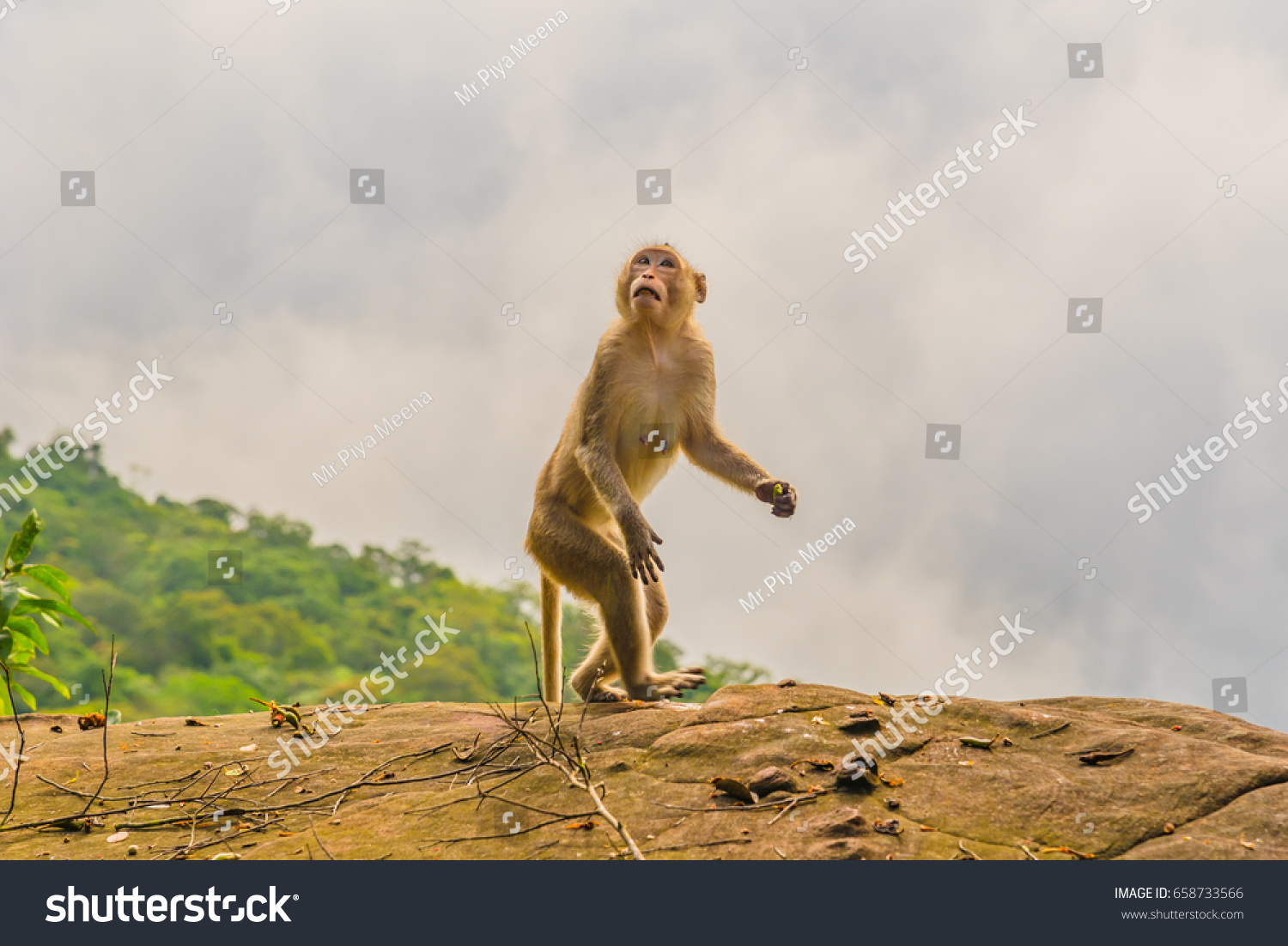 Brown Monkey takes on human like  characteristics, as it stands erect on a large rocky outcrop against a cloudy  sky. #658733566