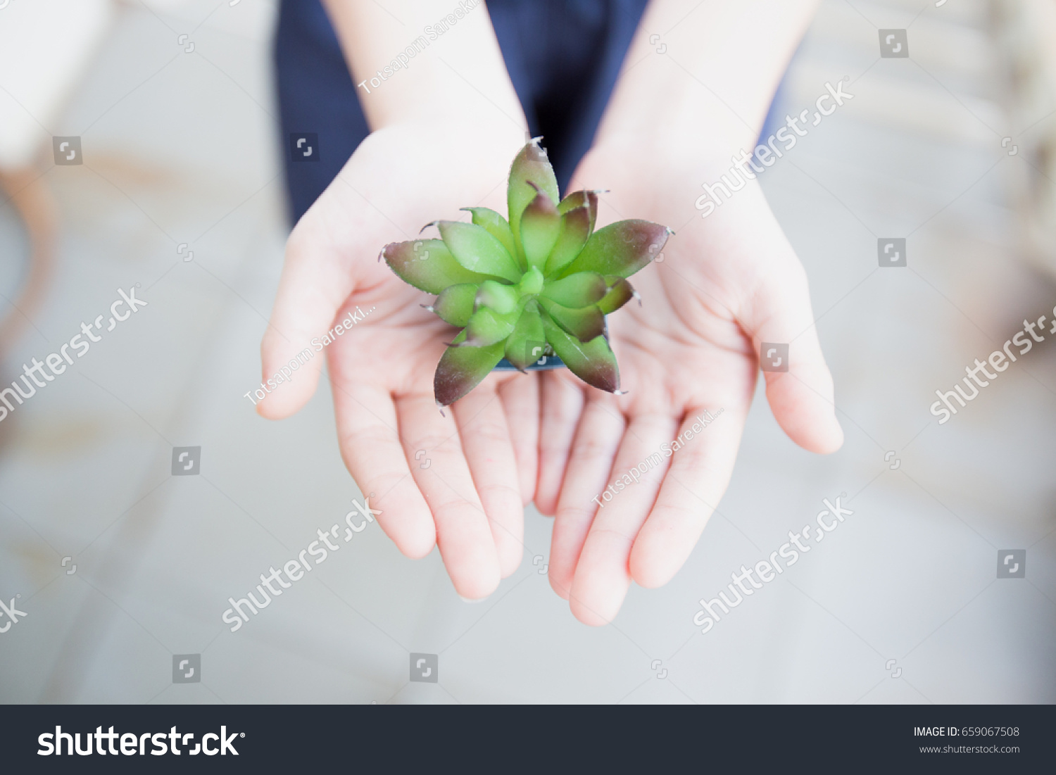 plant in little heart hand  #659067508