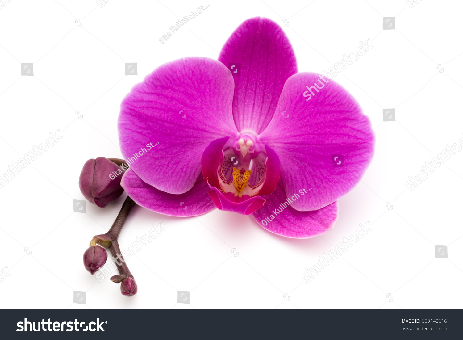 Pink orchids on the white background. #659142616