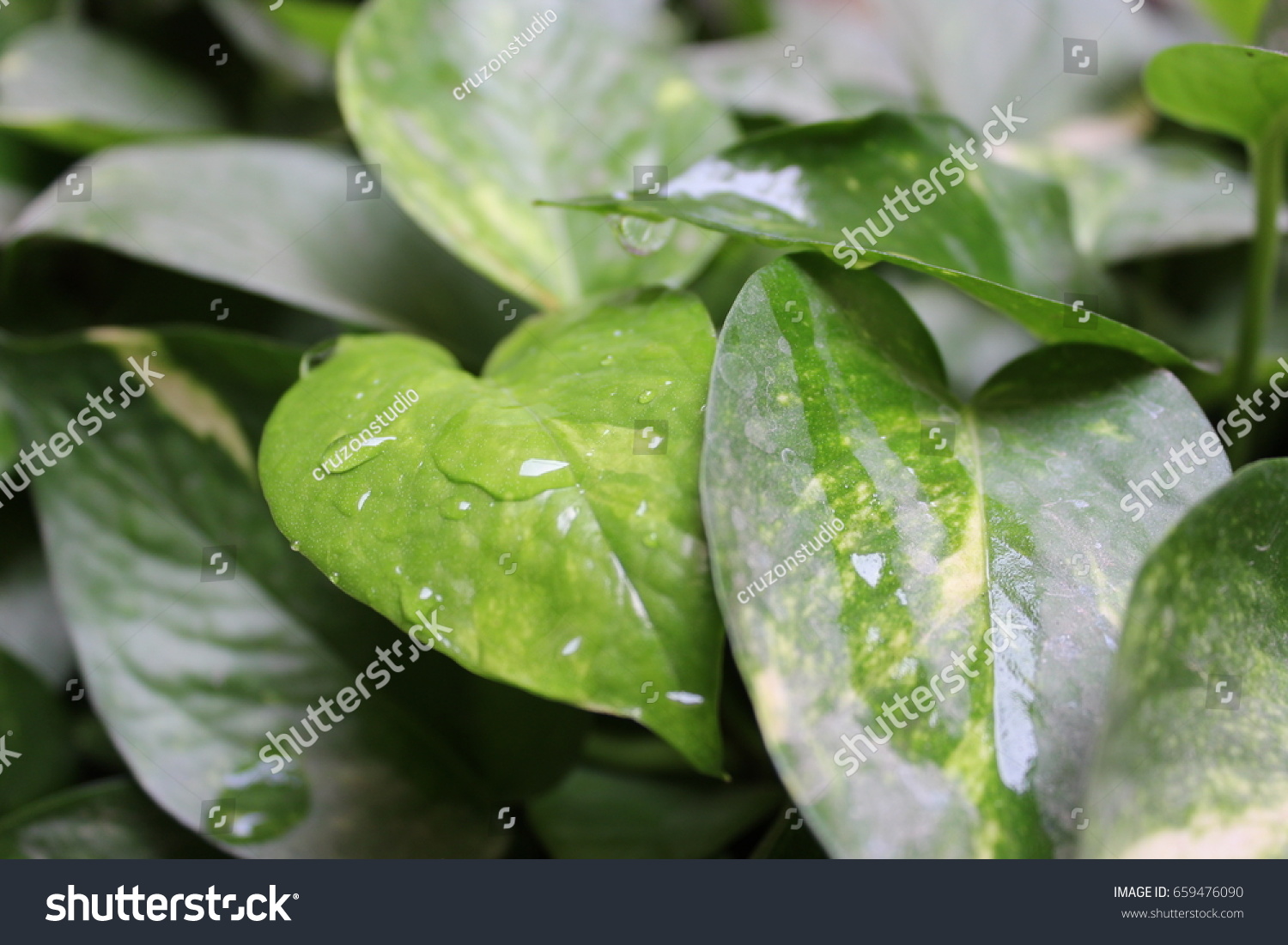 Green plant with water drops  #659476090